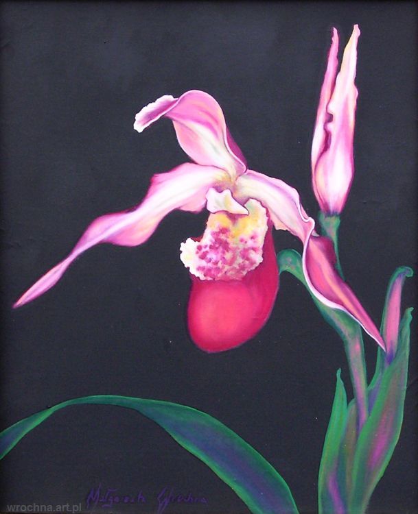 Cypripedium, Olej na płótnie lnianym.