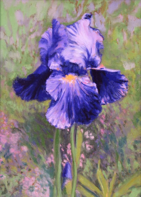 Irys Dusky Challenger, Olej na płótnie lnianym, 33 x 24 cm.