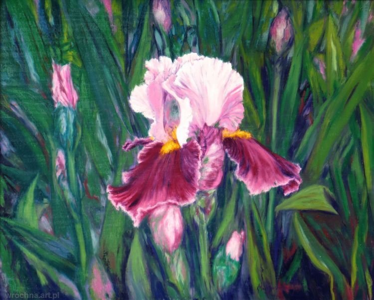 Irys Tempting, Olej na płótnie lnianym, 40 x 50 cm.