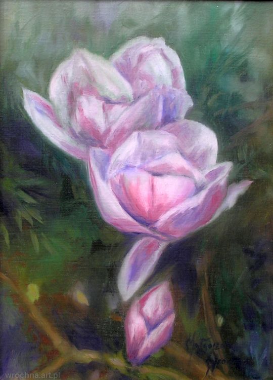 Kwiat magnolii, Olej na płótnie lnianym, 33 x 24 cm.