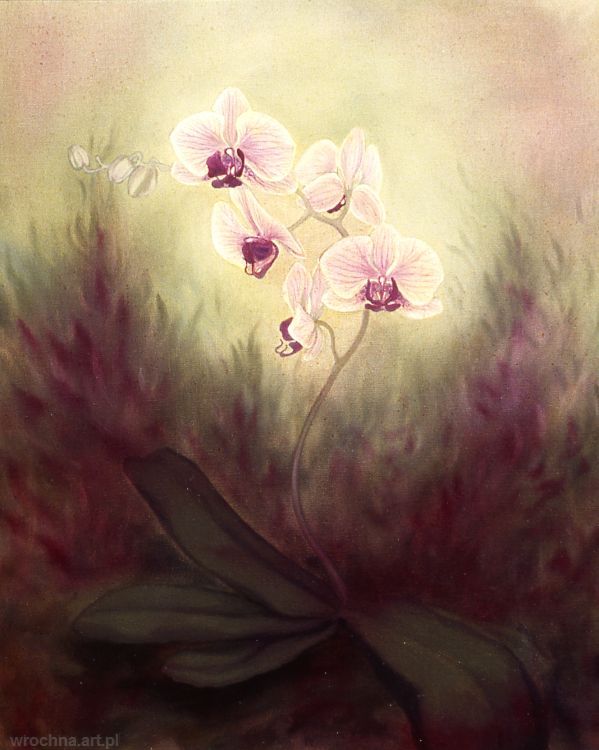 Phalenopsis, Olej na płótnie lnianym.