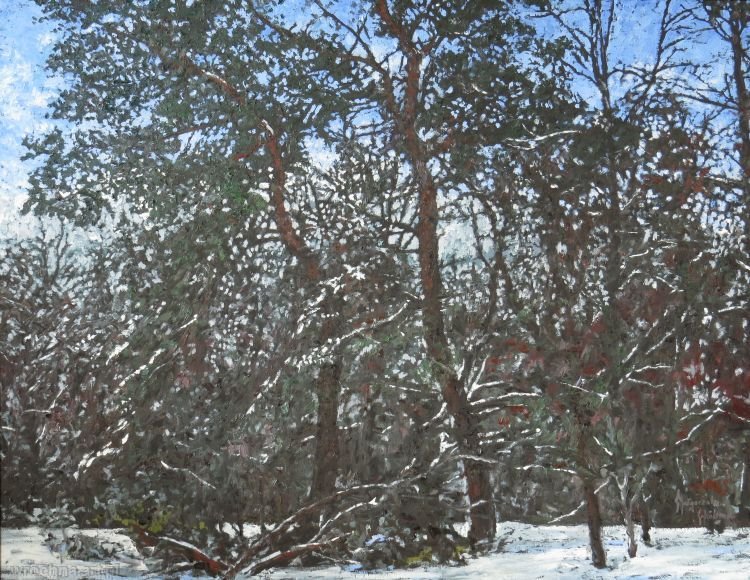 Sosny kampinoskie, Olej na płótnie, 85,5 x 66,5 cm.